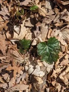 American alumroot thumbnail 1