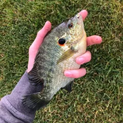 Redear Sunfish thumbnail 4