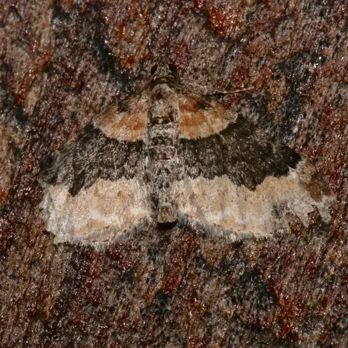 Dark-barred Twin-spot Carpet
