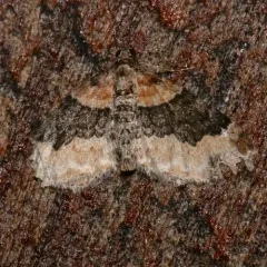 Dark-barred Twin-spot Carpet thumbnail 1