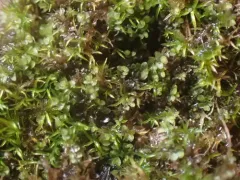 Dark-green Flapwort thumbnail 1