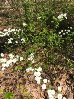 Bridal-wreath thumbnail 3