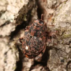 Lechriops oculatus thumbnail 3