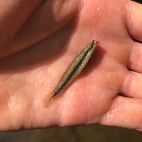 Blackstripe Topminnow