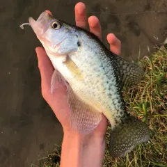 White Crappie thumbnail 3