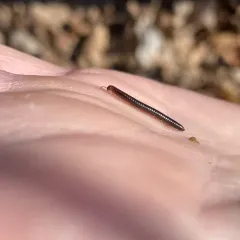 Furry Snake Millipede thumbnail 3