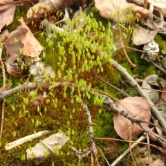 nodding thread-moss thumbnail 2