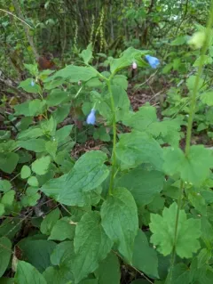 broadleaf bluebells thumbnail 3