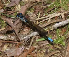 Swift Forktail thumbnail 2