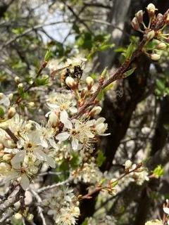 Colorado Black-notched Bumble Bee thumbnail 2