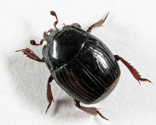 Margarinotus marginicollis