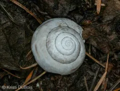 Rocky Mountainsnail thumbnail 3