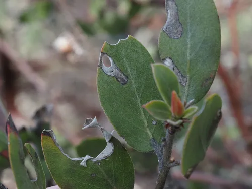 Coptodisca arbutiella