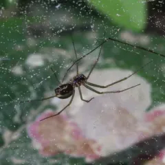 Dana Sheet-web Micro-weaver thumbnail 3