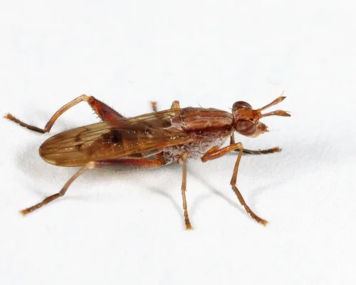 Sepedon tenuicornis