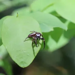 Phanias albeolus thumbnail 3