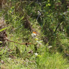 Julia Orangetip thumbnail 1