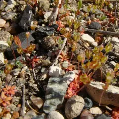 western rock-jasmine thumbnail 4