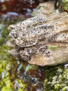 Collemopsidium foveolatum thumbnail 4