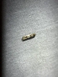 Black-banded Homoeosoma Moth thumbnail 3