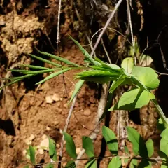 Leafy Pea thumbnail 3