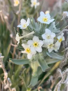 Gray Cryptantha thumbnail 2