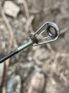 Vrilletta decorata thumbnail 3