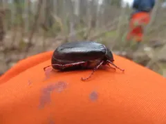 Phyllophaga drakii thumbnail 4