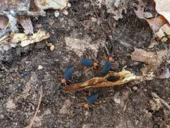 Galerita bicolor thumbnail 3