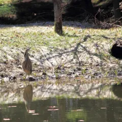 American Bittern thumbnail 2