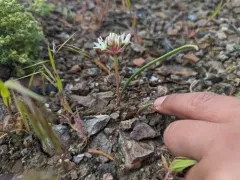 Nevada Onion thumbnail 3
