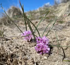 Southern Idaho onion thumbnail 3