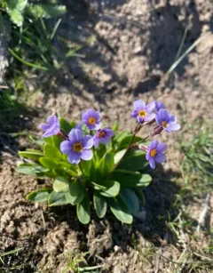 Cusick's Primrose thumbnail 4
