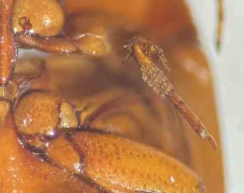 Agabus semipunctatus