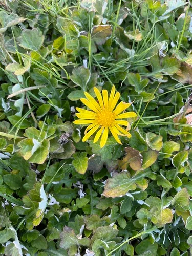 Prostrate Capeweed