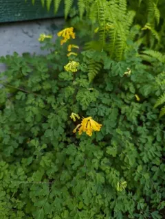 Yellow Fumitory thumbnail 2