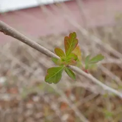 Skunkbush Sumac thumbnail 3