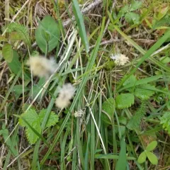 northwestern sedge thumbnail 4