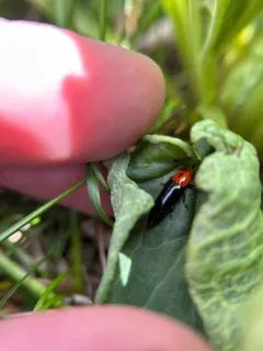 Languria bicolor thumbnail 2