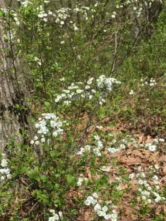 Bridal-wreath thumbnail 4