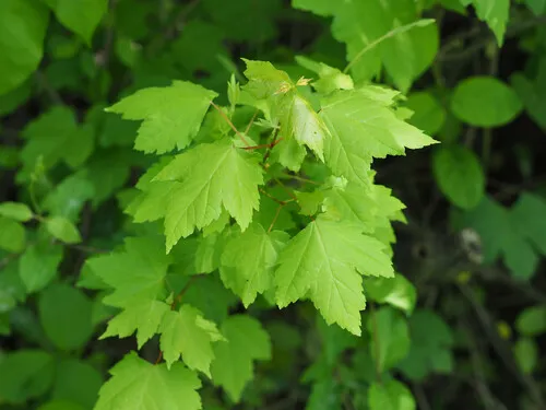 red maple