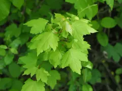 red maple thumbnail 1