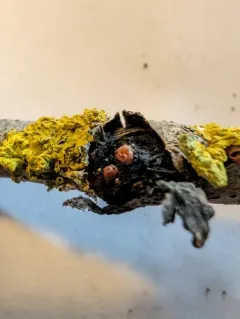 Ditangium cerasi thumbnail 4