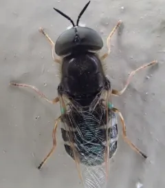 Odontomyia pubescens thumbnail 3