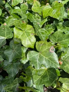 Boeremia hedericola thumbnail 3