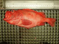 Golden Redfish thumbnail 3