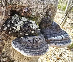 Phellinus alni thumbnail 3