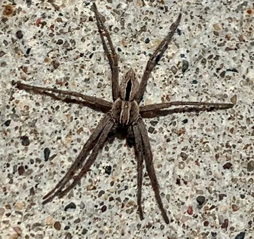 Common Lance-backed Crab Spider
