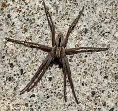 Common Lance-backed Crab Spider thumbnail 1