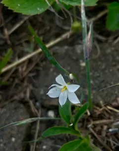 white blue-eyed grass thumbnail 2